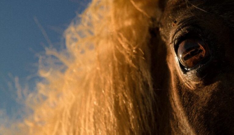 Eine Nahaufnahme einer Pferdes im Rahmen der Single-Review zu Mannequin Pussy - I Got Heaven